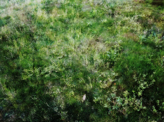 青草地