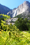 Yosemite