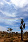 Joshua Tree