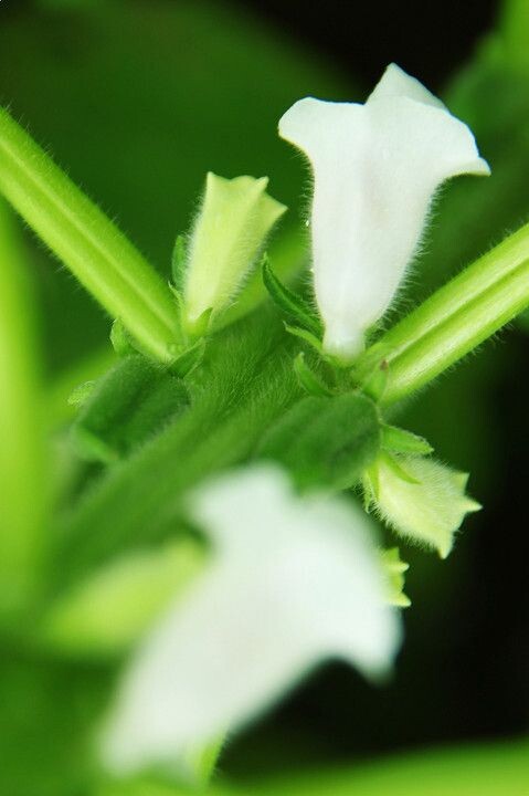 芝麻花开