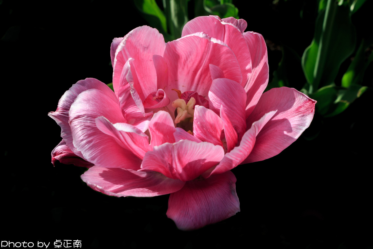 白俄罗斯的初夏啊 - 花卉, 50mm - 卓正南