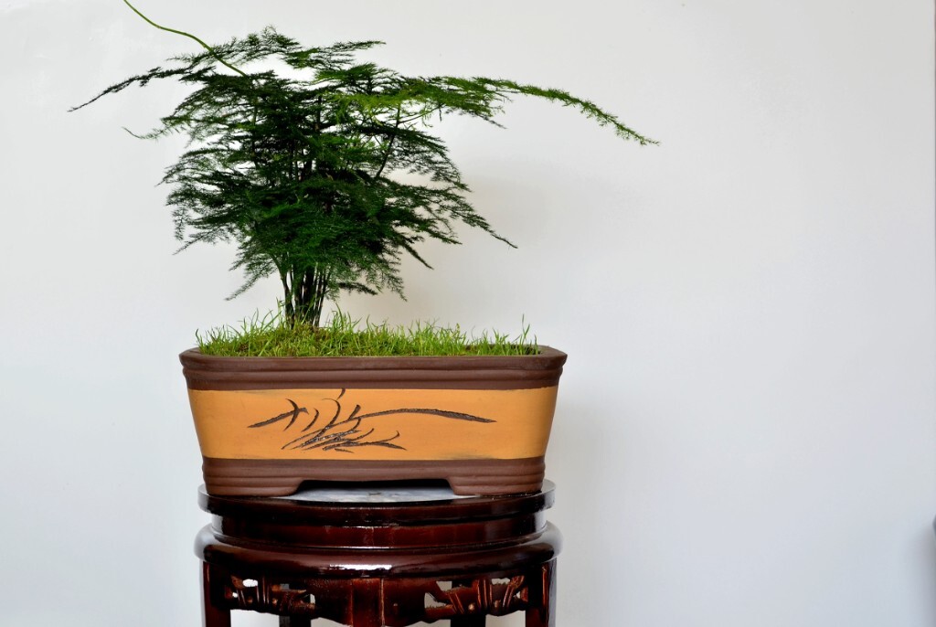 文竹 - 植物 - 明丽花卉 - 图虫摄影网