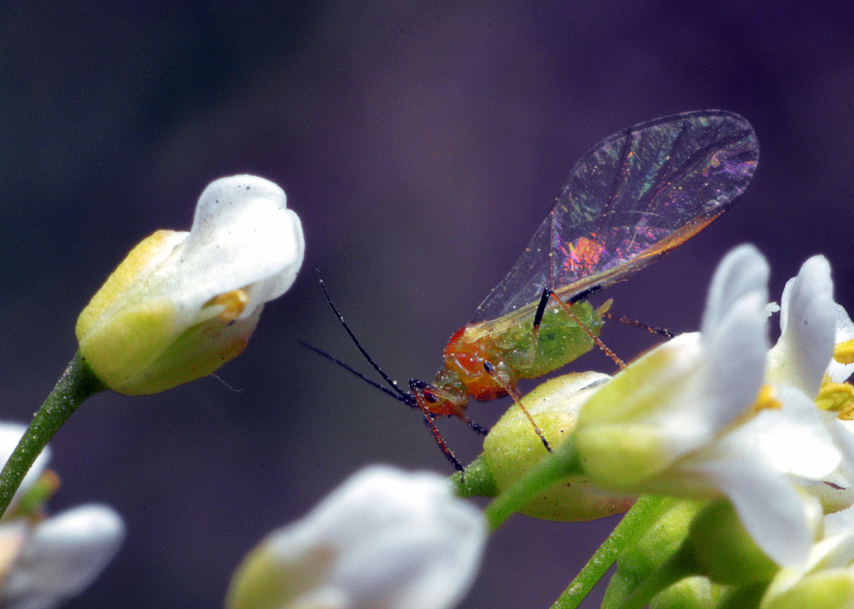 小小虫儿小小花