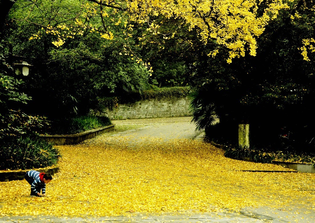 秋风秋雨满地黄 - 色彩, 风光, 尼康, 南京, 《影像