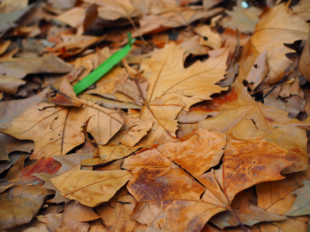 山水一程,三生有幸(我的大学) - 生活, 校园, 色彩