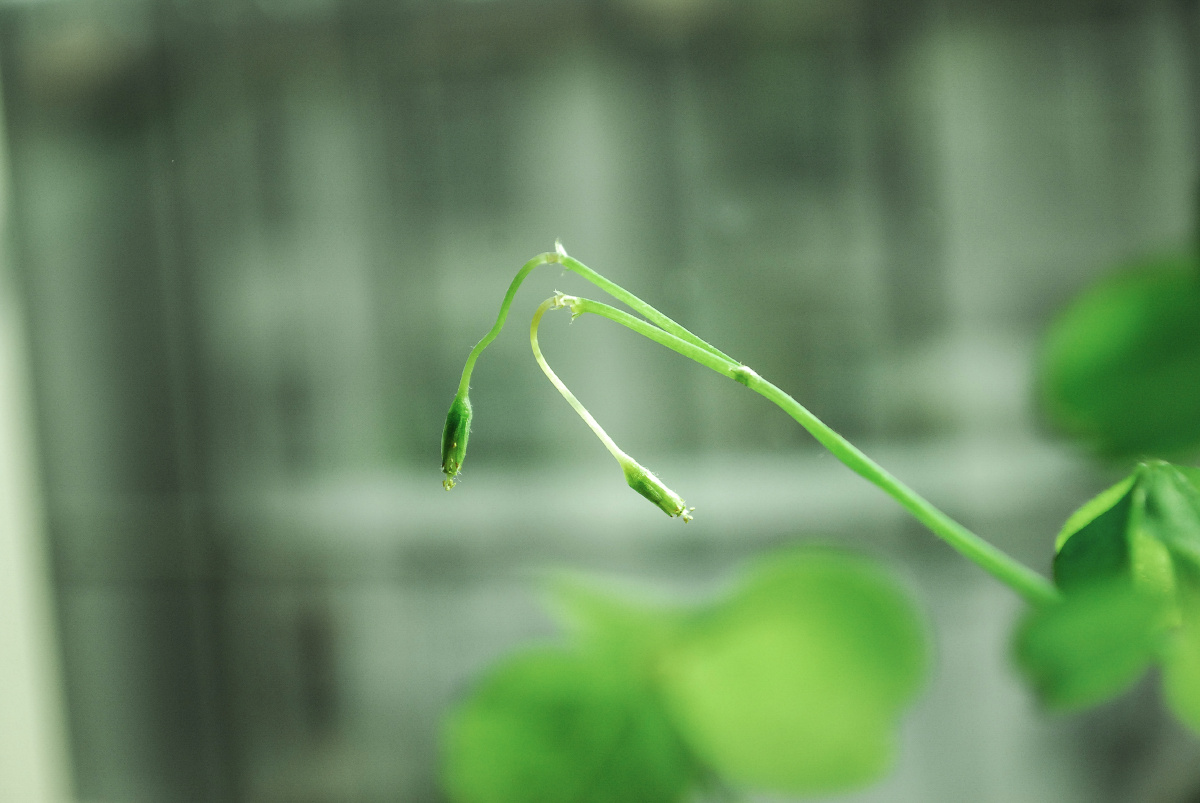 怒放的生命 - 色彩, 自然, 尼康 - 蕠鲸向海