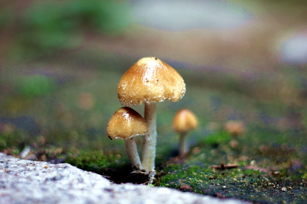 雨后地上冒出的蘑菇,生机勃勃