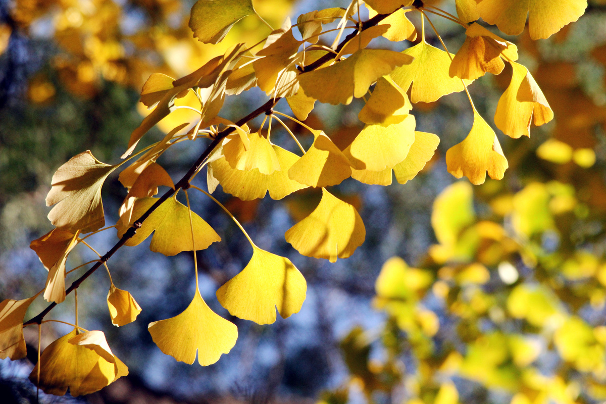 我的秋游 - 小清新, 佳能, 北京, 猫, 植物 - kathycatter - 图虫摄影网