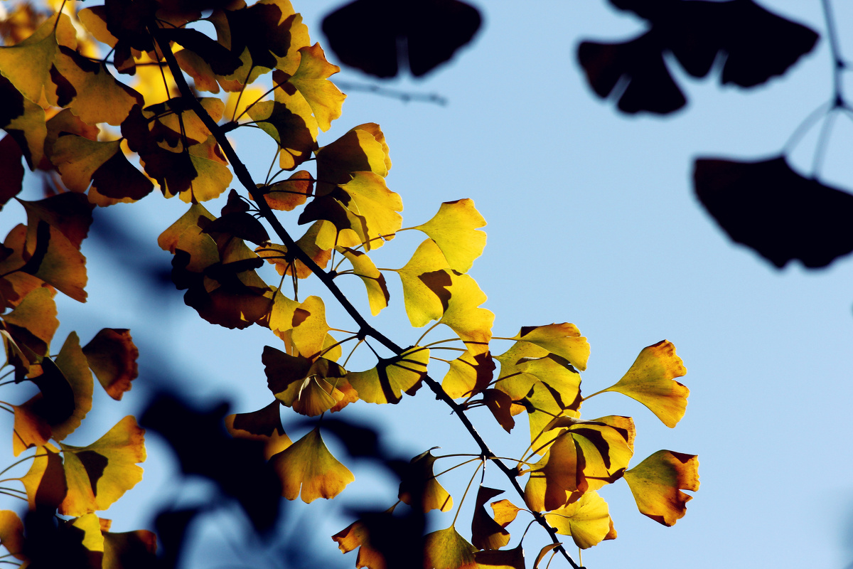 我的秋游 - 小清新, 佳能, 北京, 猫, 植物 - kathycatter - 图虫摄影网