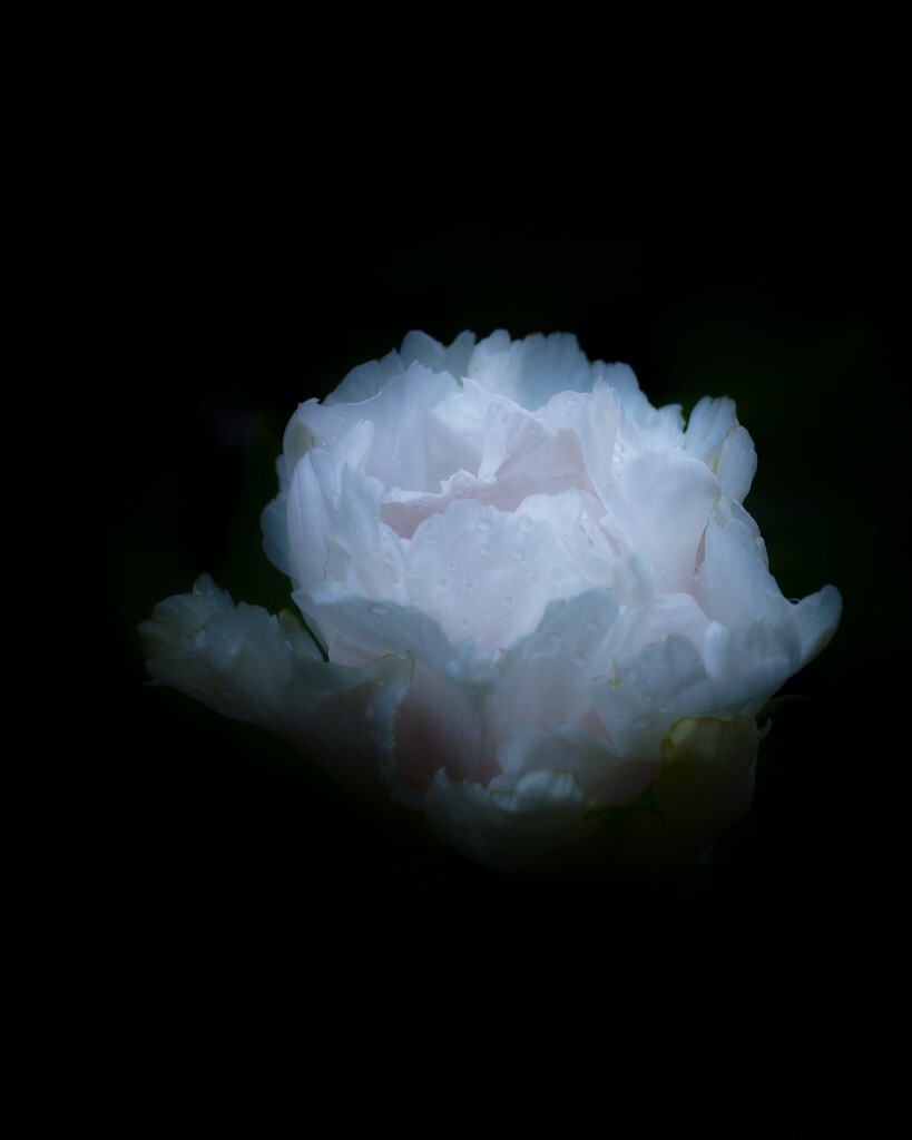 白牡丹,洛阳,2015.04.05