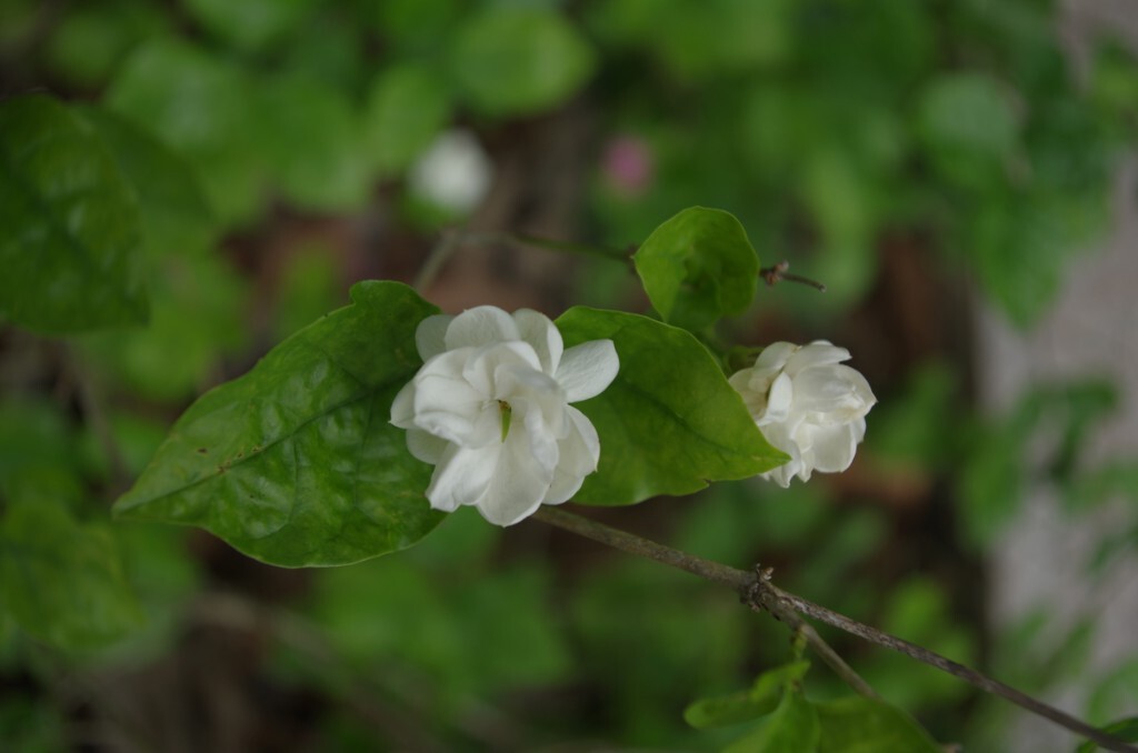 茉莉花