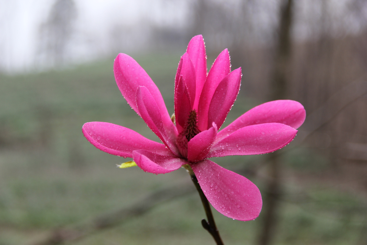 上一张 下一张 一枝独秀的红花玉兰花            canon eos 60d