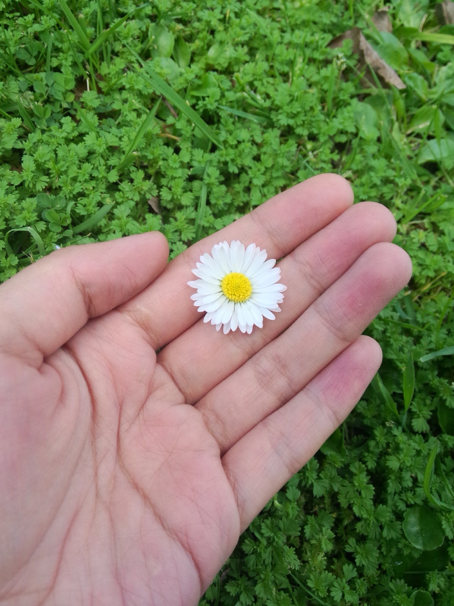 手掌花-oppo手机