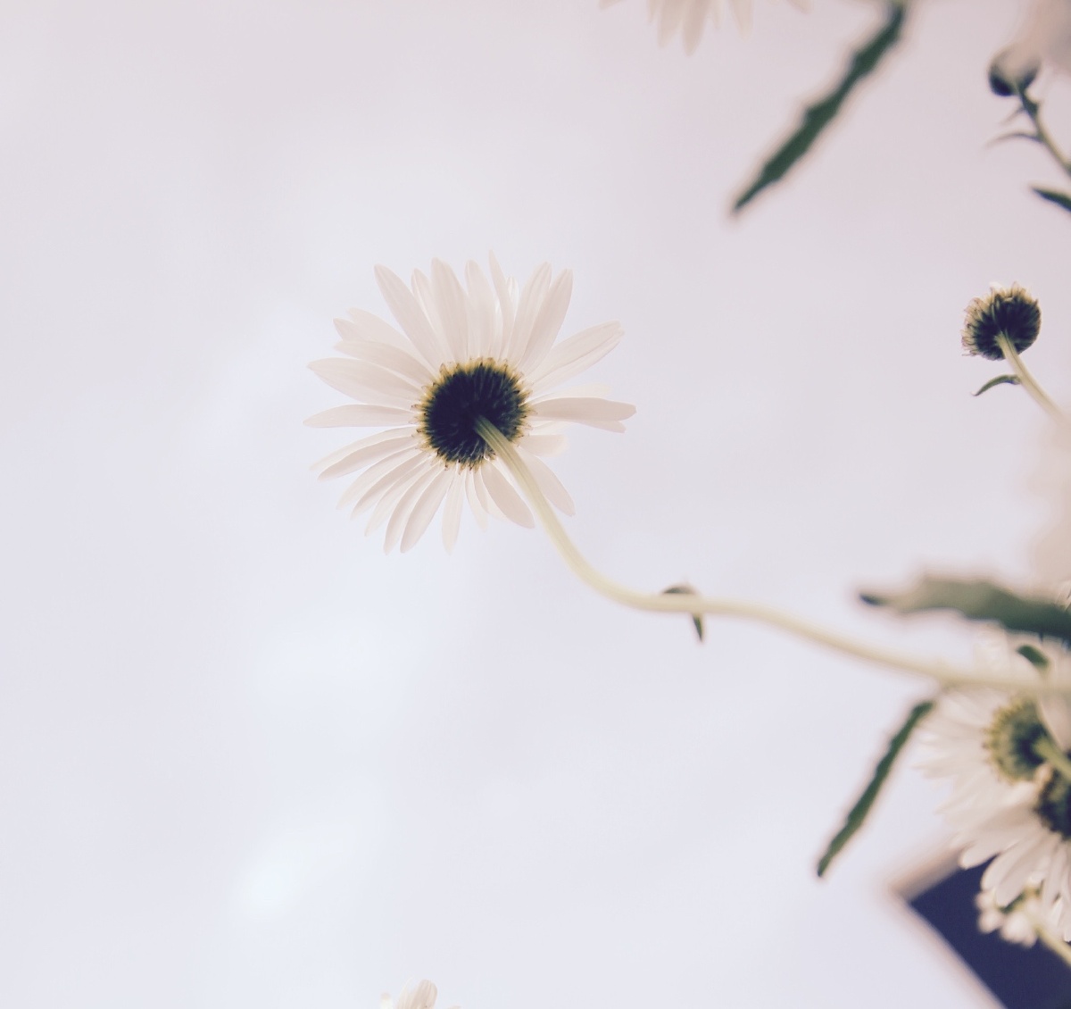 故事的小黄花 从出生那年就飘着 - 自然, 小清新