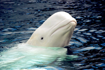 white whale