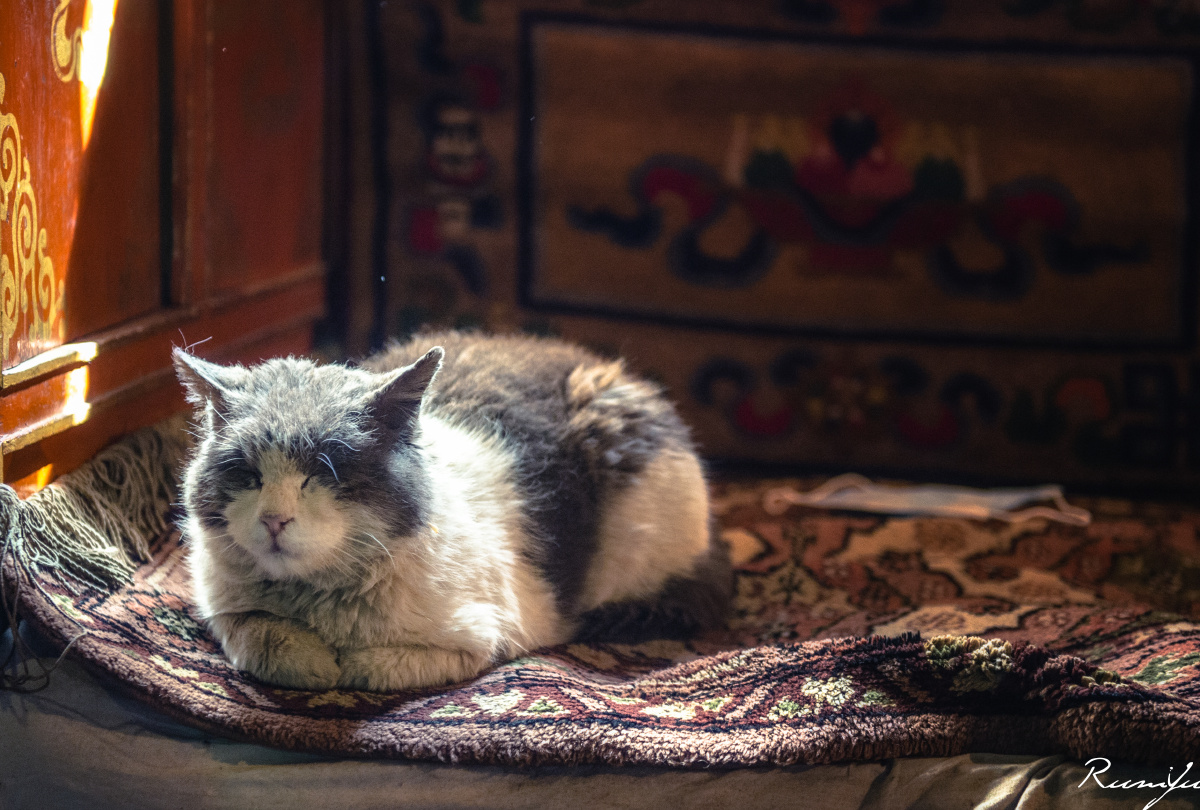 禅猫-哲蚌寺里淡定的喵星人
