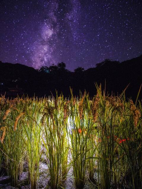 星空下的稻田