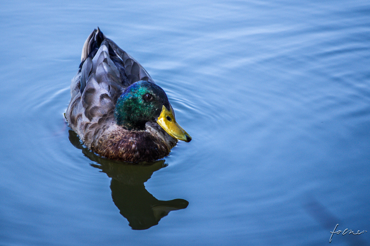 动物- folker - 图虫摄影网