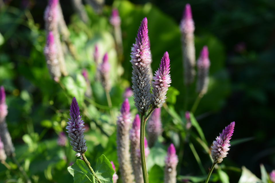 dsc_0272 青葙 celosia argentea