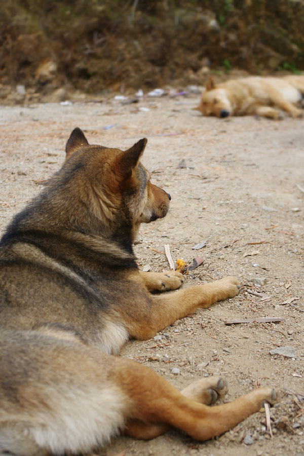 狗子都在puma状躺尸