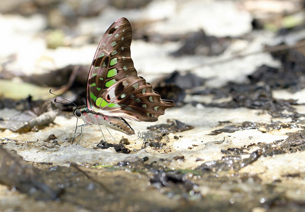 img_7407统帅青蝶