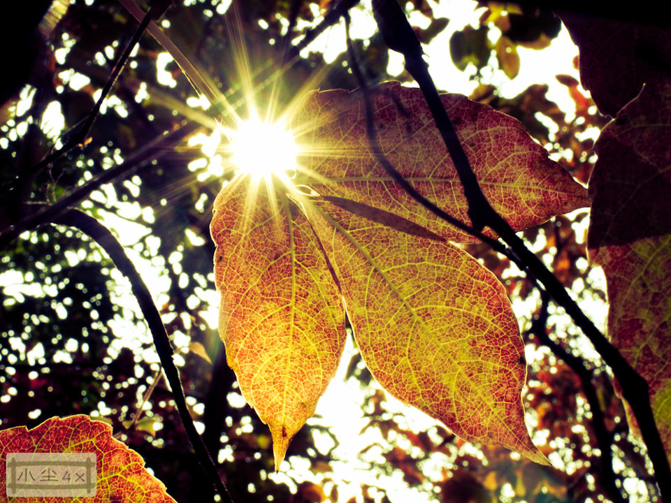 一组阳光下的叶子