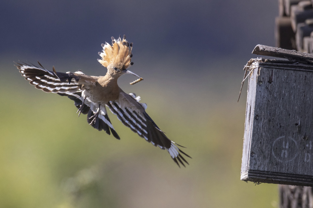 衣裙漫飞 - 图虫摄影网