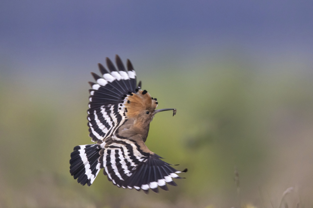 衣裙漫飞 - 图虫摄影网