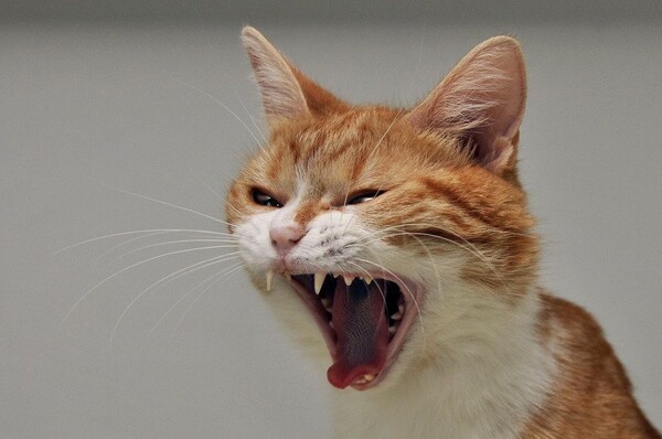 猛虎咆哮表情包猫咪图片