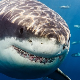 鲨鱼的微笑4张