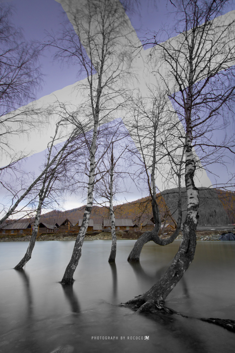 这是禾木村几颗意外泡在河水中的白杨树,因为原先的木桥被压垮了,不