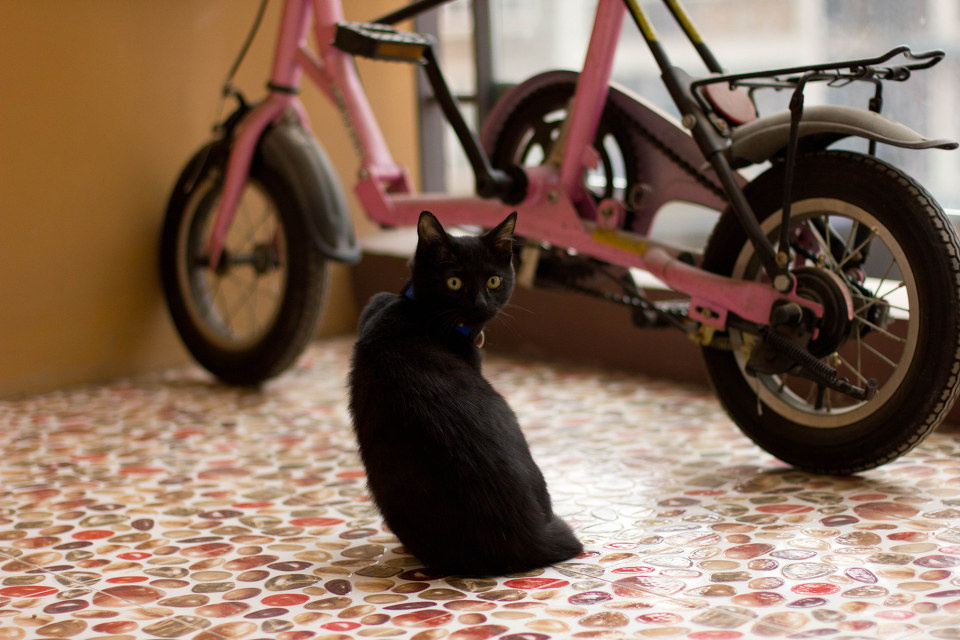 猫- bluetang - 图虫摄影网