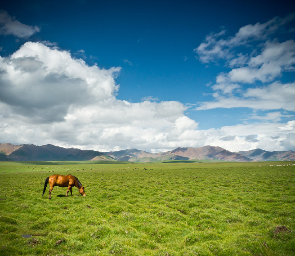 祁连山草原骏马