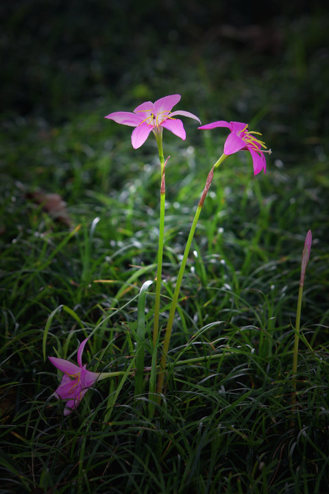 无名花