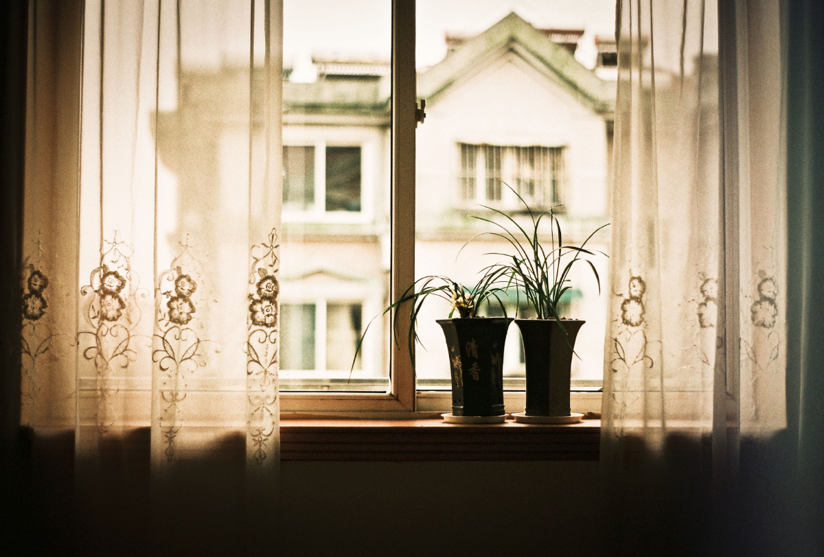 爸妈窗前的兰花 - 静物, agfa100, 胶片 - alvinzhu - 图虫摄影网