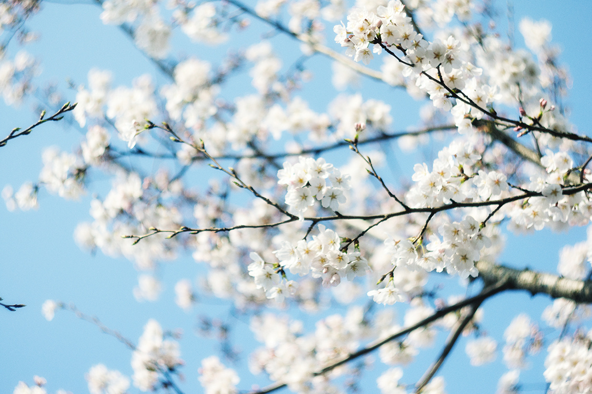 【近似清新】繁花落尽又一年…… - 花朵, 植物, 小清新 - 【近似清新