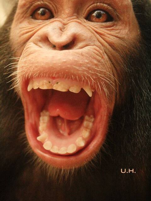 黑猩猩的笑