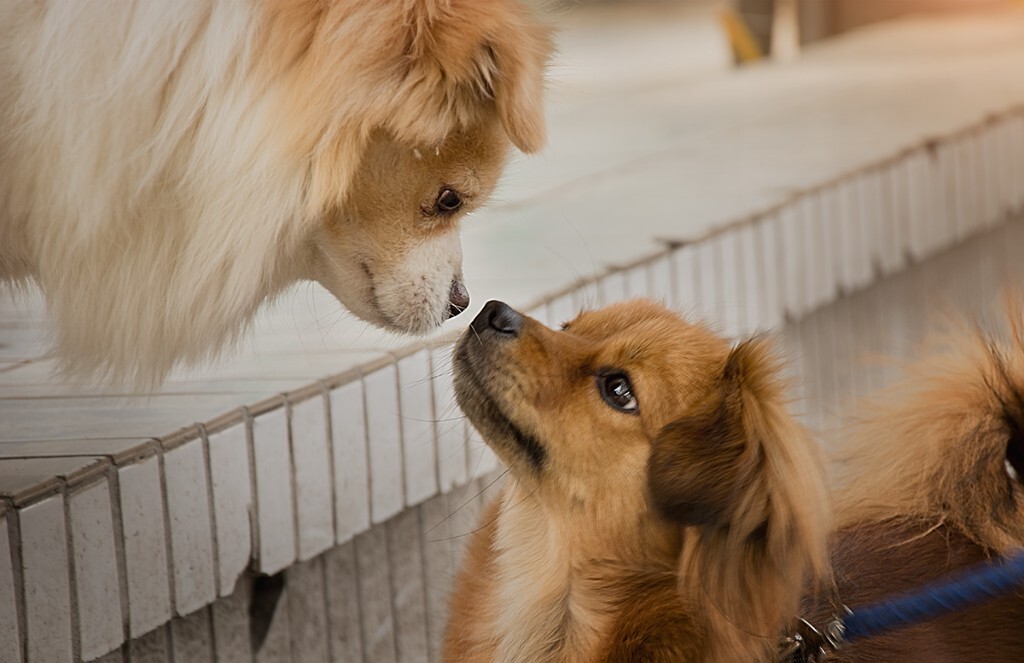 哪里还有单身狗