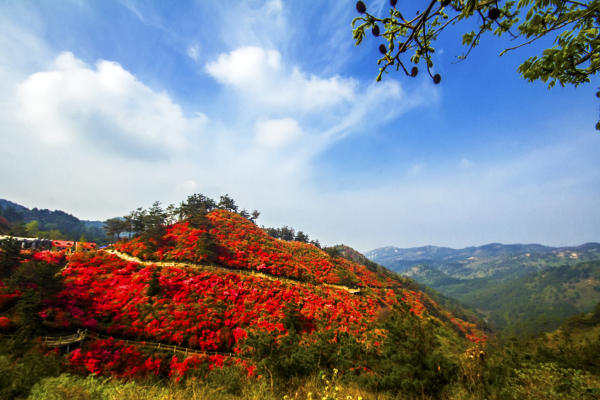 上一张 下一张 云雾山在武汉市黄陂区,每年的5月份前后,漫山遍野的红