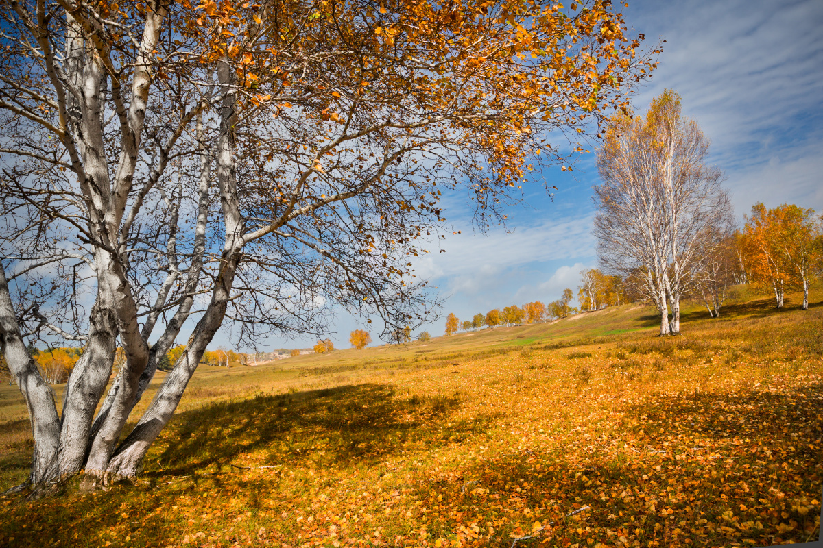 秋天,金色阳关洒在白桦林间.利用色调分离处理树枝和蓝天