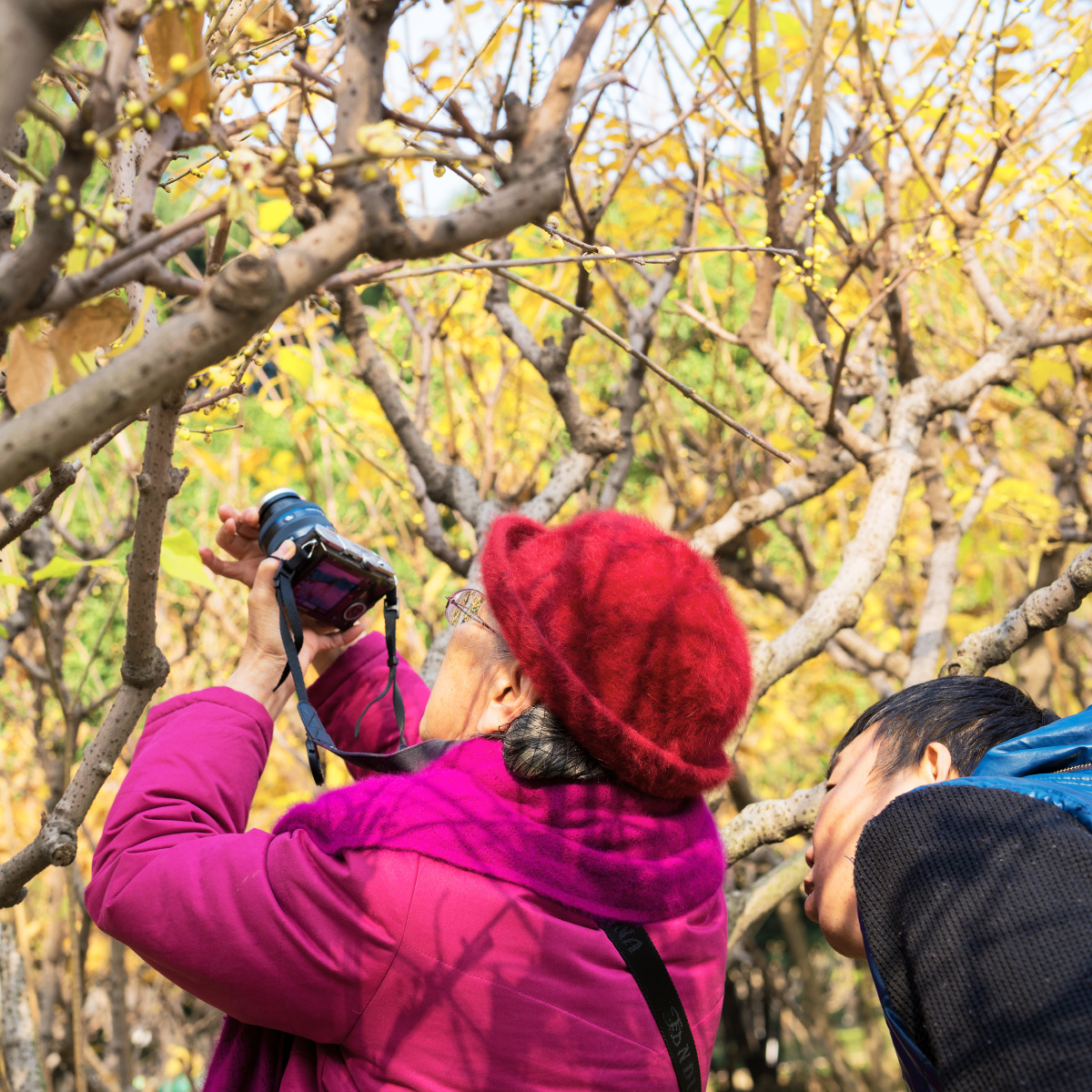 《腊梅的吸引》