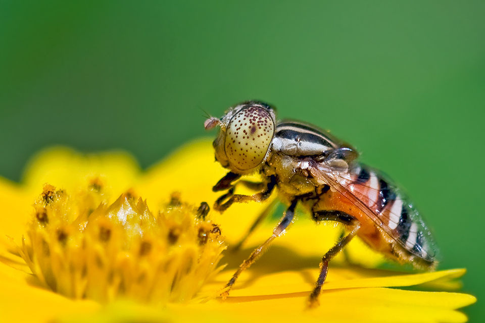 斑眼食蚜蝇 eristalis arvorum 昆虫纲 insecat 双翅目 diptera 芒角