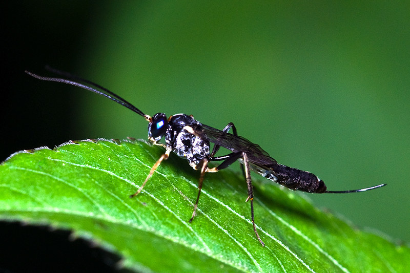 黑瘦腰蜂