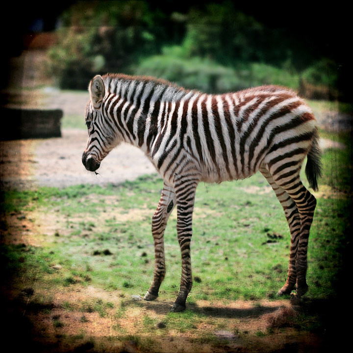 斑马- 动物, 斑马, 局部 - 斑马 - ananlv - 图虫摄影网