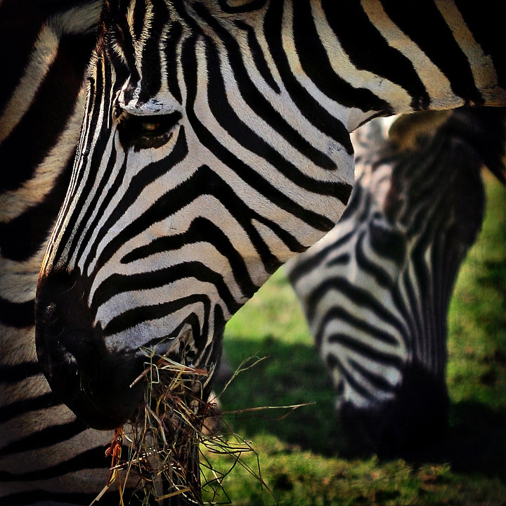 斑马- 动物, 斑马, 局部 - 斑马 - ananlv - 动物摄影 - 图虫摄影网