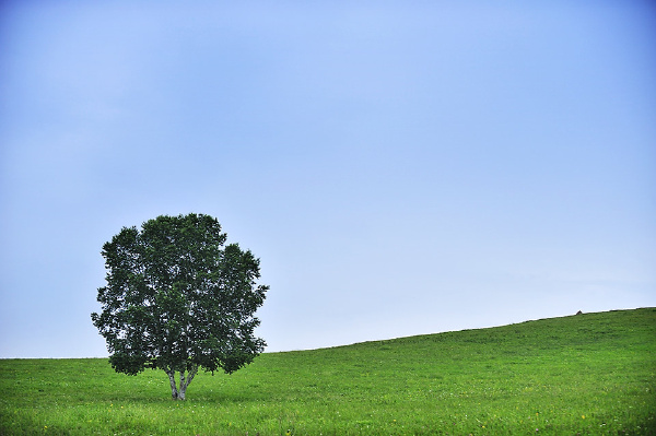 山坡上的一棵树
