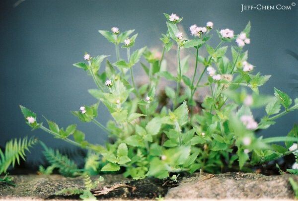 水邊花