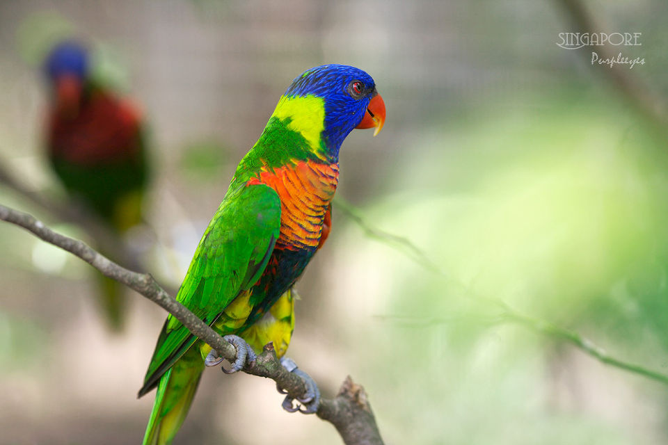 在新加坡的鸟公园-小型鹦鹉