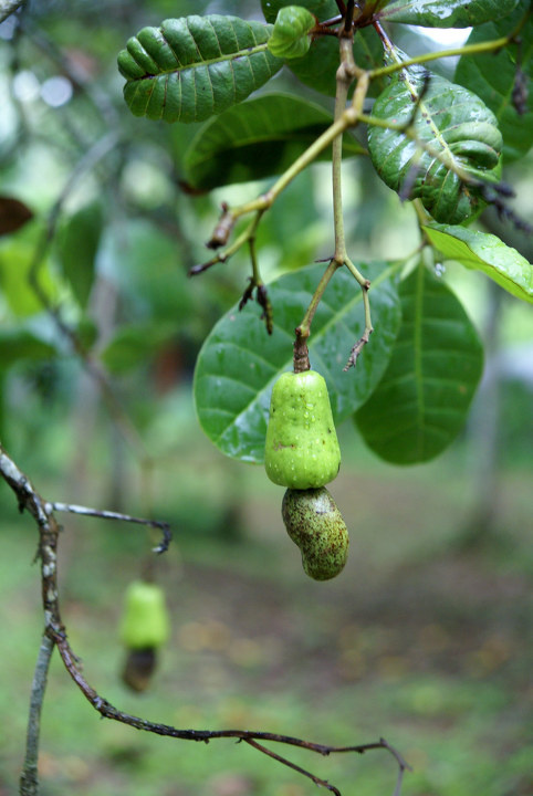 版纳的腰果 - 腰果 - 云南印象 - luckyhawk - 社会纪实摄影 - 图虫
