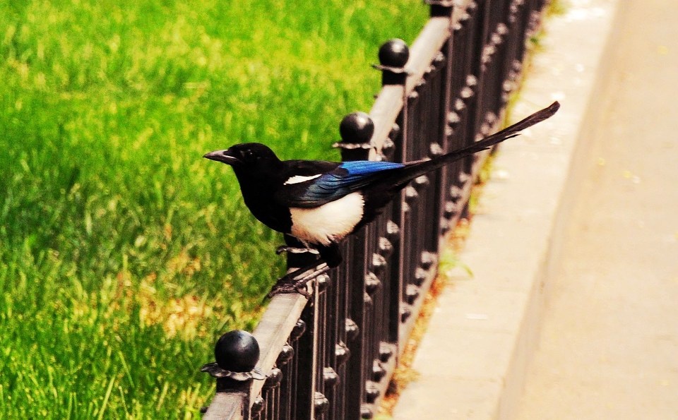喜鹊- beatitude - 富士杯"我的大学"北京高校摄影比赛 - 图虫摄影网